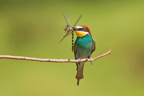 European bee-eater