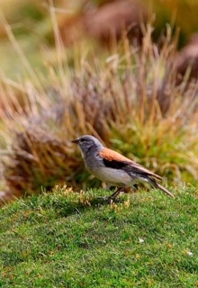 Red-backed Sierra-finch