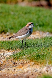 Puna Plover