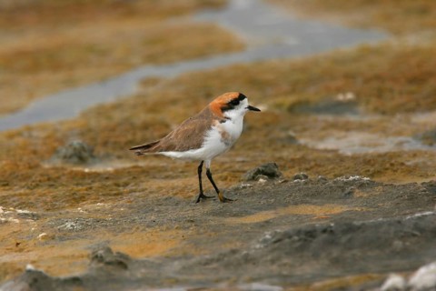 Puna plover
