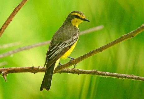Yellow-browed tyrant