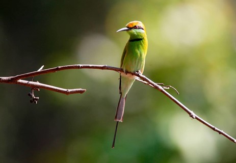Little Green Bee-eater