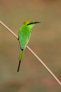 Little Green Bee-eater