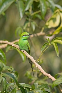 Lesser Green green bee-eater