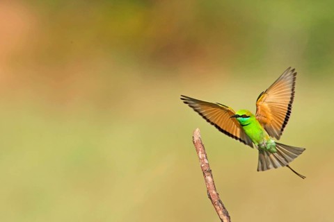 Little Green Bee-eater