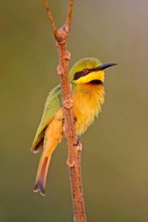 Little Bee-eater