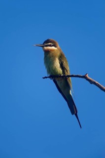 Madagascar Bee-eater