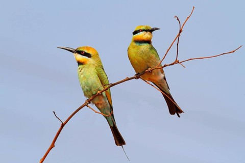 Rainbow bee-eater