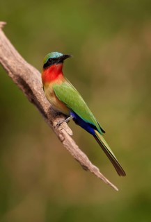 Red-throated Bee-eater