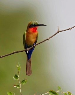 Red-throated Bee-eater