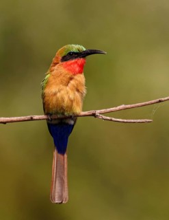 Red-throated Bee-eater