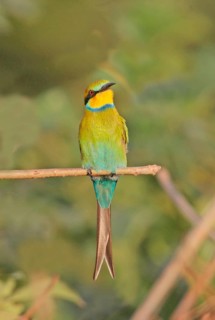 Swallow-tailed Bee-eater