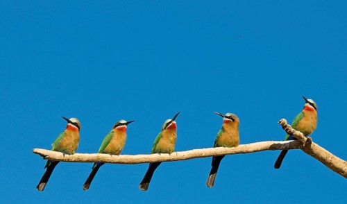 White-fronted bee-eaters