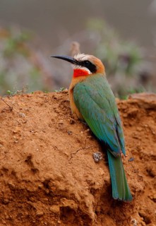 White-fronted bee-eaters