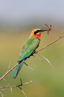 White-fronted Bee-eater