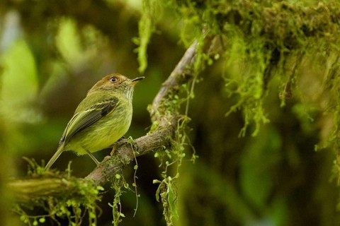 Scale-crested Pygmy Tyrant