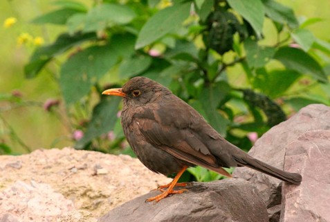 Chiguanco Thrush