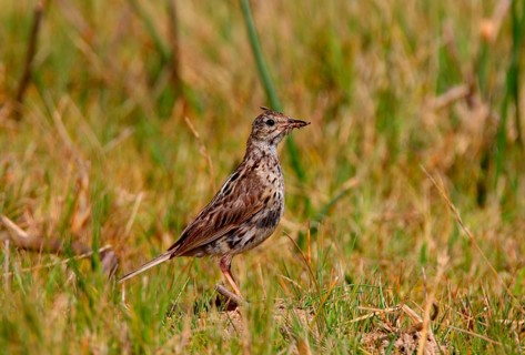 Correndera pipit