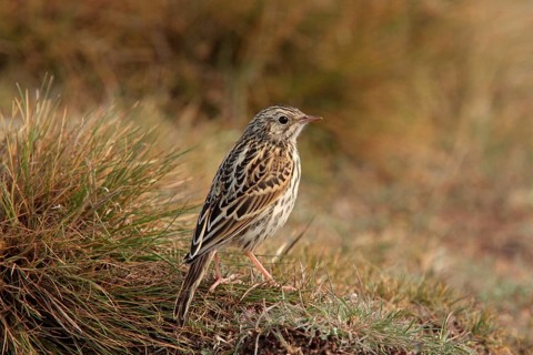 Correndera Pipit