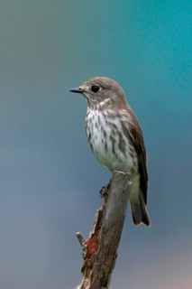 Flycatcher