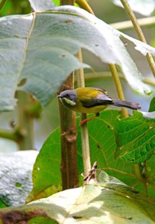 Black-throated Apalis