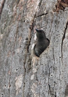 Abbott's Starling