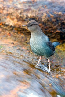 Grey White-throated Dipper