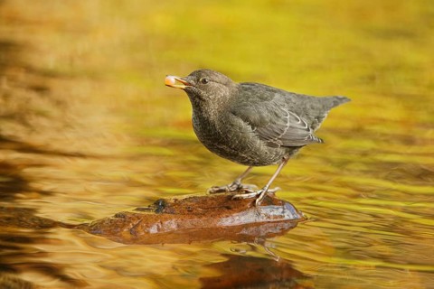 American Dipper