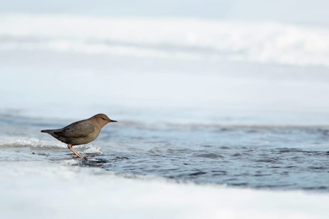 American Dipper