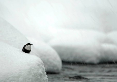 White-breasted dipper