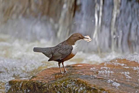 Adult white-breasted dipper