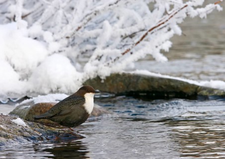 White-breasted dipper