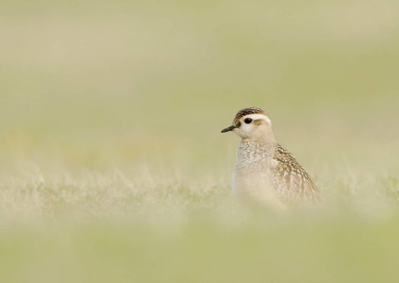 Eurasian dotterel
