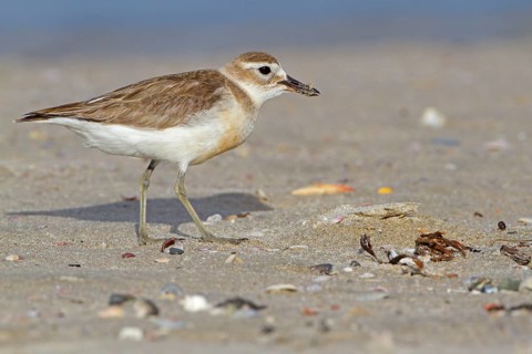 New Zealand Dotterel