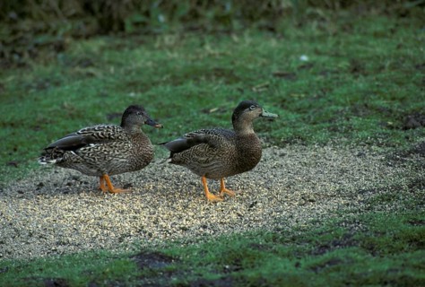 Hawaiian duck