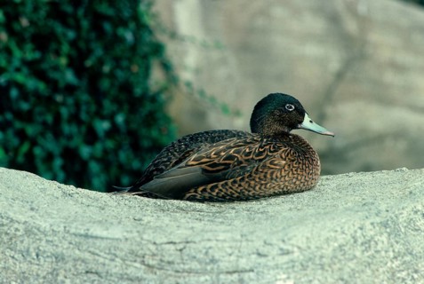 Hawaiian duck