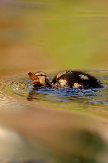 Mallard Duck