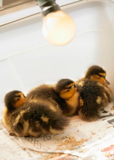 Mallards