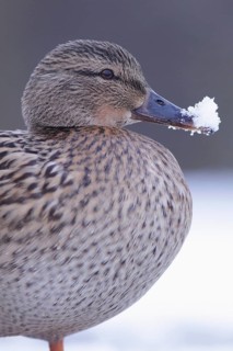 Mallards