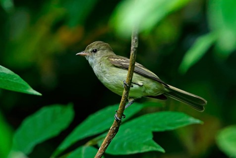Caribbean Elaenia