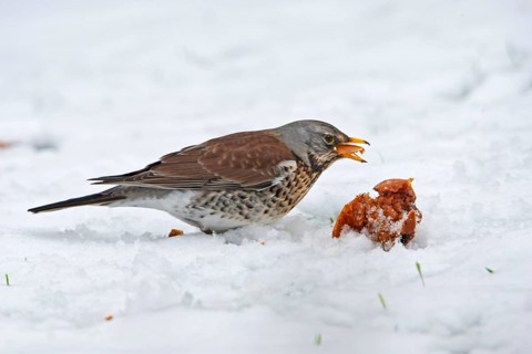 Fieldfare