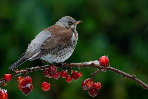 Fieldfare