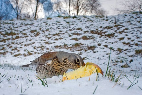 Fieldfare
