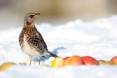Fieldfare