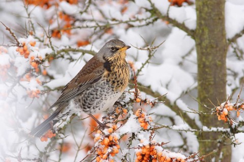 Fieldfare