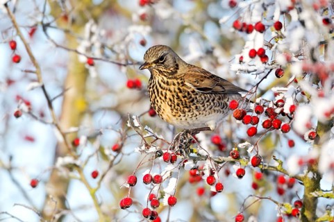 Fieldfare