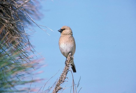 Fringilla obsoleta