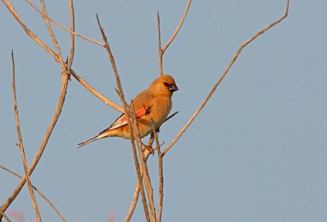 Desert finch