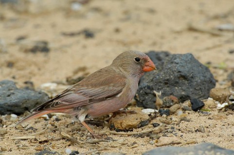 Trumpeter Finch