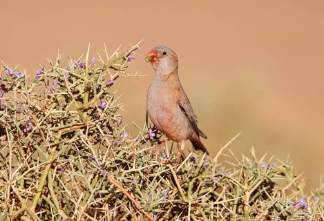 Trumpeter Finch